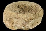 Fossil Hadrosaur Vertebra - Alberta (Disposition #-) #134464-1